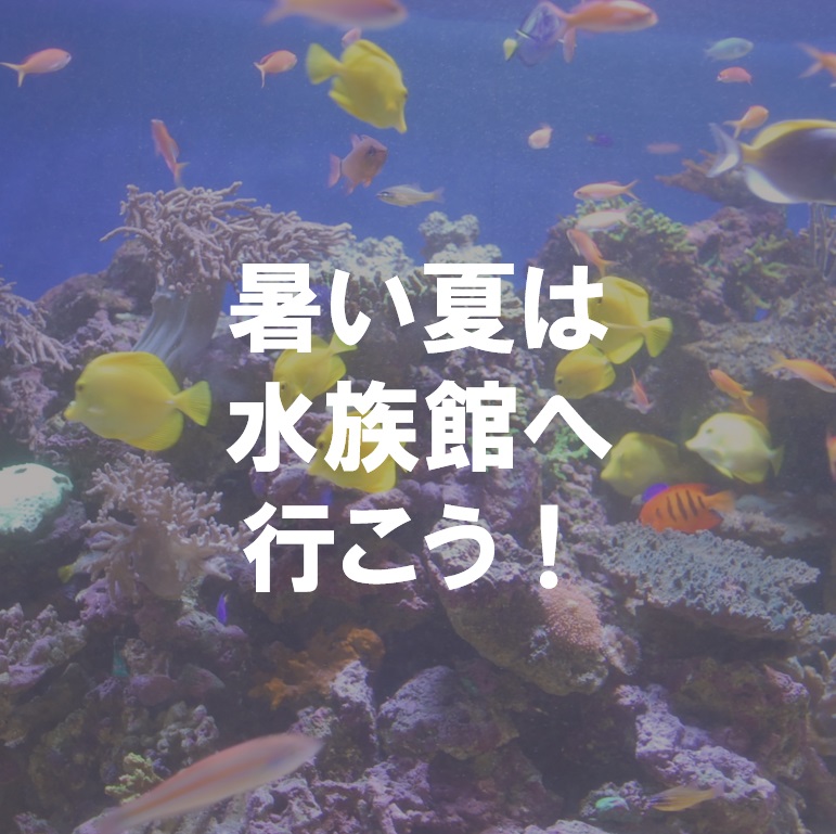 暑い夏は水族館へ行こう